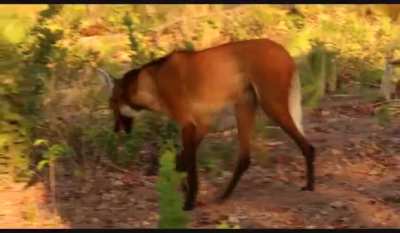? The Maned Wolf, The Tallest Canid In The World and Mostly Eat Fruit.