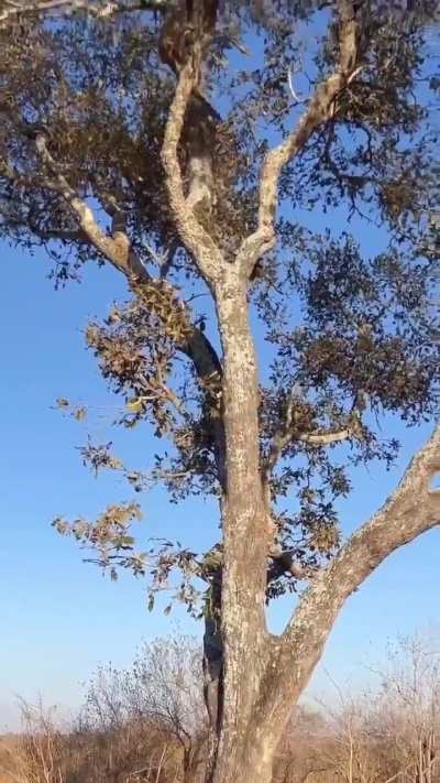 ? Squirrel teaches leopard some lessons in a game of one on one tag