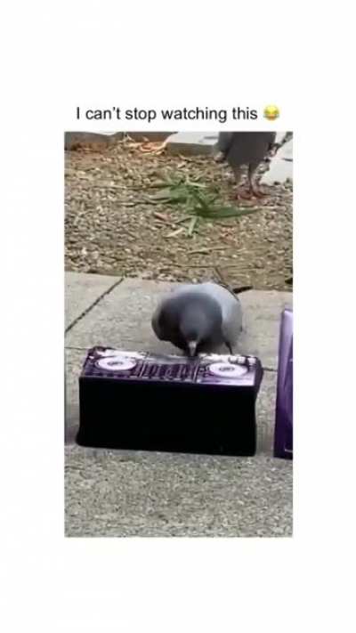 Pigeon rave ?