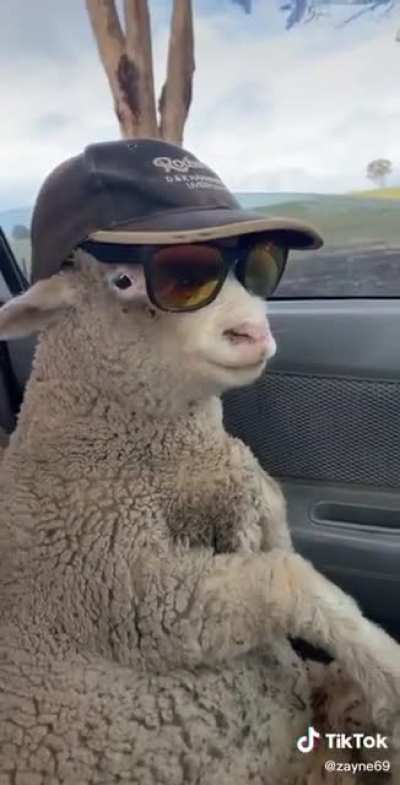He’s a bit sheepish