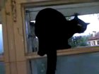 Barking cat gets caught
