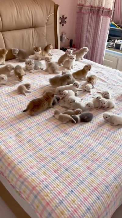 Cute cats ??❤️