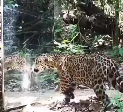 ? Reactions of animals when there is a mirror in nature