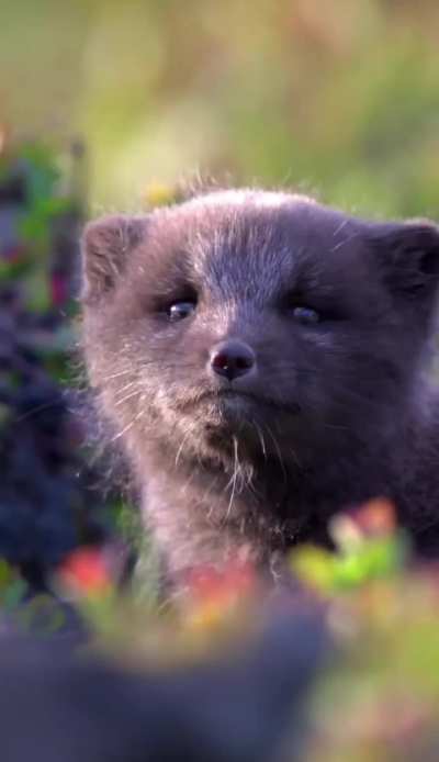 ?a baby Arctic fox