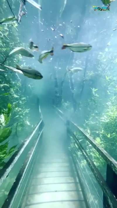 ? This trail got submerged after heavy rain in Mato Grosso do Sul, Brazil