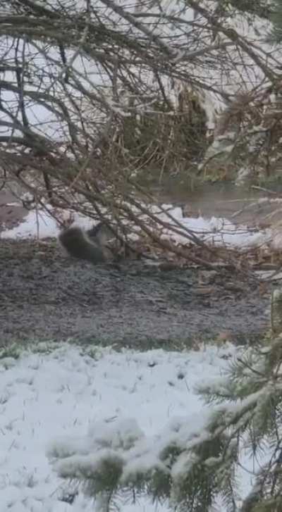 A happy squirrel ?❄️