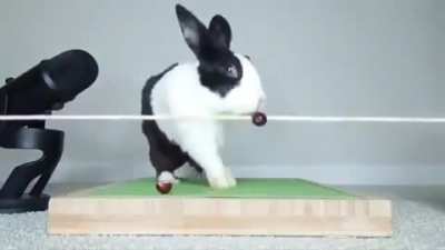 its hard to be a bunny