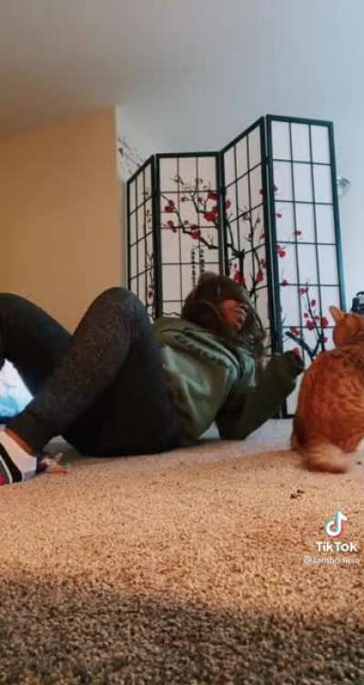 Cat Fight