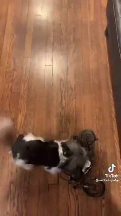 Must kill the mini bike