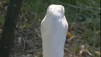100% duck