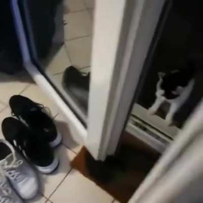 meow_irl