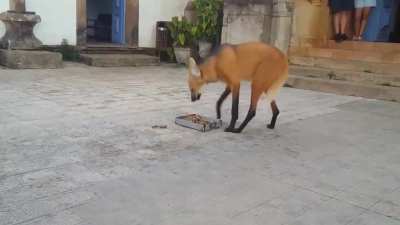 ? The Maned Wolf is the largest canid of South America. Its markings resemble those of foxes, but it is neither a fox nor a wolf