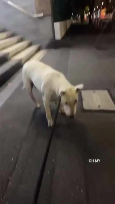 Trying to ride an electric scooter down the stairs.