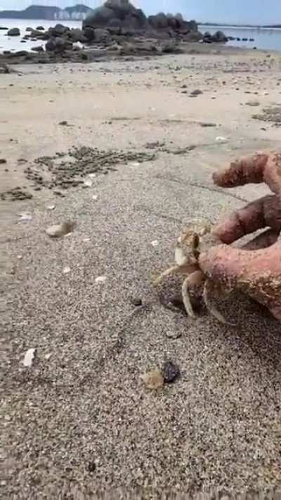 ? The speed of this Crab ?