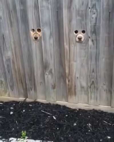 They’re watching