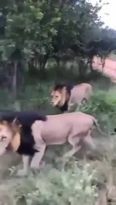 ? So does that make rhino the king of the jungle then?