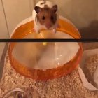 The great escape