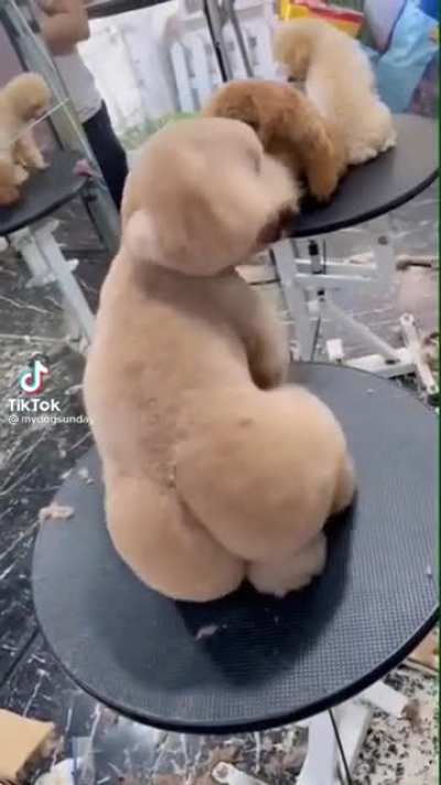 Getting your dog back from the groomers ?‍♂️
