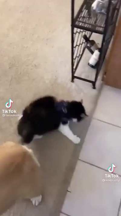 Parkour