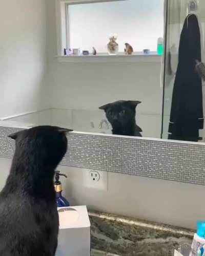 Those ears kill me ?