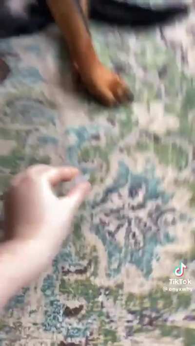 Doggy DnD
