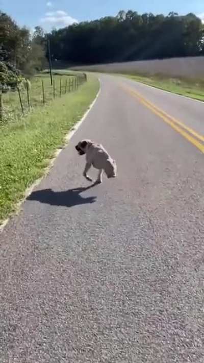 Ever seen a dog with 2 legs walking perfectly fine? So strong ?