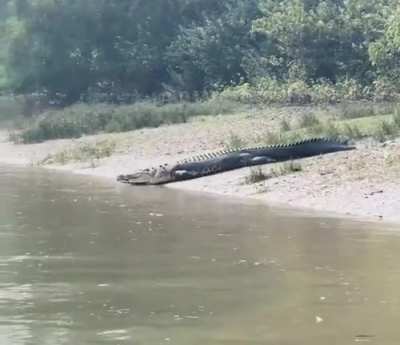 ? Crocodiles have zero friction and know how to use it.