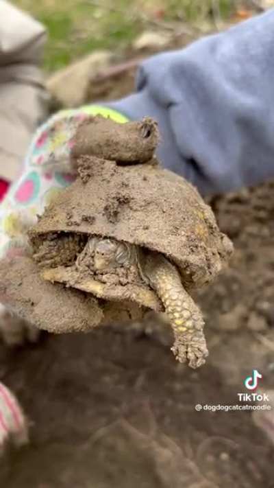 Turtle hibernation