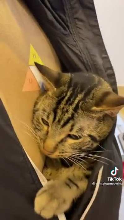 Dad doesn’t want cat, family gets car anyway. Dad and the cat: