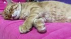 There are two types of cats