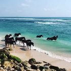 ? Wild horses enjoy the ocean