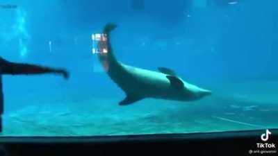 Dolphins copying a man doing cartwheels!