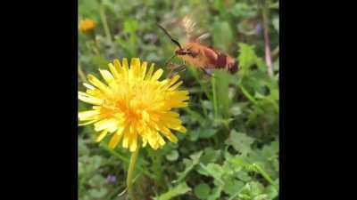 ? Thought I saw a baby hummingbird. Turns out it's a rare moth called a hummingbird clear wing! ?