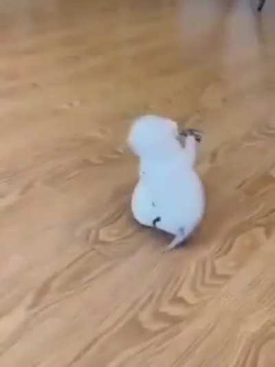 Illegally Small catposting ?