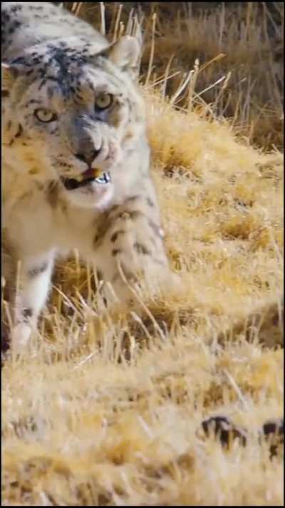 ? Snow Leopard