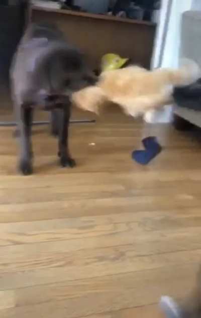 When you see the dogs fighting over a stuffed animal that looks just like you
