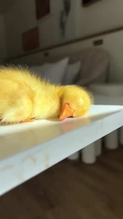 Just a sleepy little duckling...