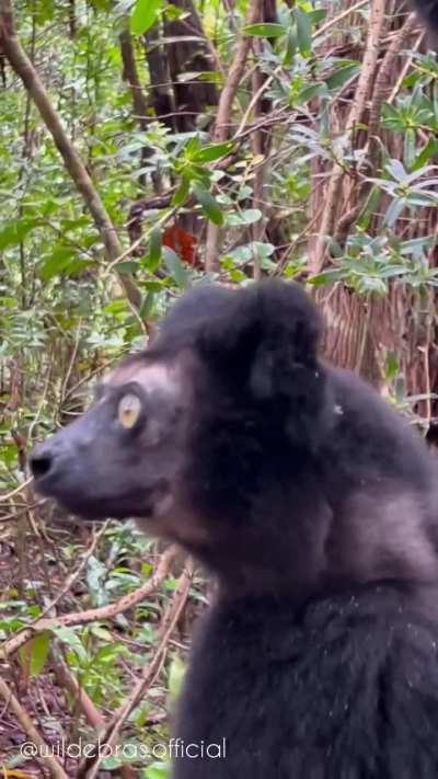 ? The (comically) vocal Indri - Madagascar