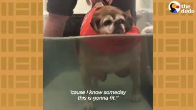 Obese Rescue Dog Can't Stop Smiling When She Loses Half Her Weight