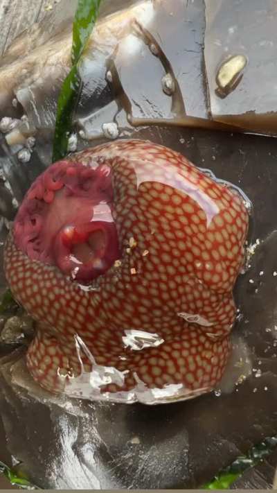 ? Strawberry Anemone