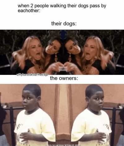 calm down doggos