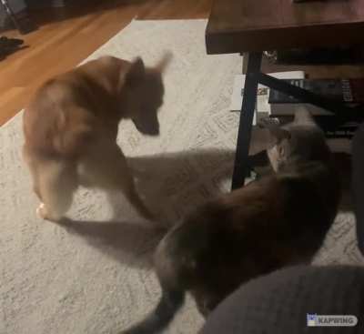 Hazel does not know how to interact with Luna