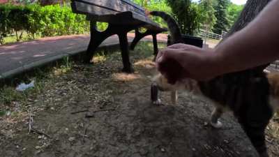 Stray cat was so happy that a human paid attention to her