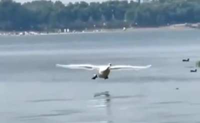 This is how swans land on water???