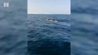 ? Arabian camels swimming in the Arabian Sea to Masirah, an island off the coast of Oman where camels frequently go to forage. The camels are known to travel back and forth regularly, approximately 10 km each way.
