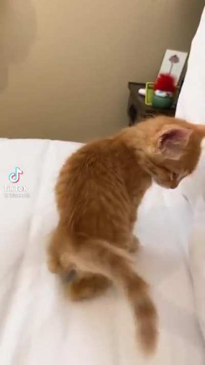 Sleepy kitty