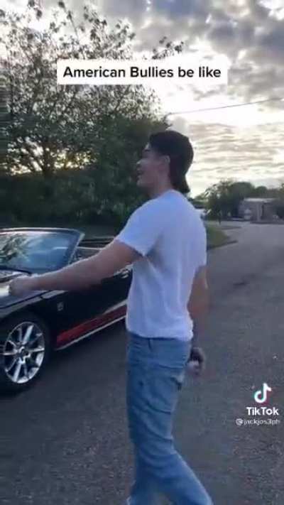 American Bullies be like