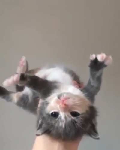 to knead