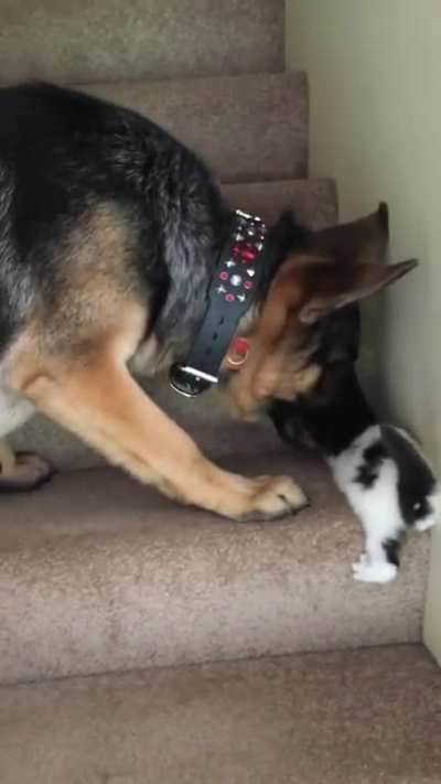 Helping a kitty out