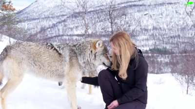 Greeting Alpha Males